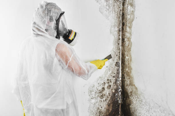 Best Black Mold Removal  in Lathrop, MO