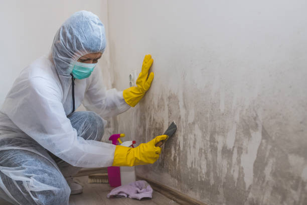 Best Toxic Mold Removal  in Lathrop, MO