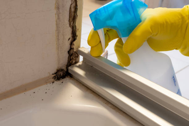 Best Mold Damage Repair  in Lathrop, MO
