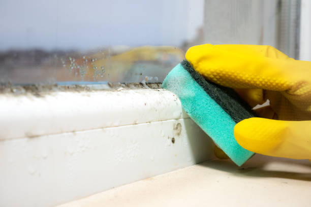 Mold Removal and Inspection in Lathrop, MO