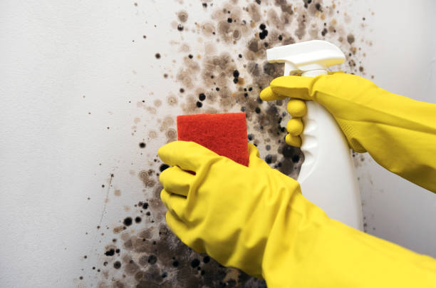 Best Emergency Mold Removal  in Lathrop, MO