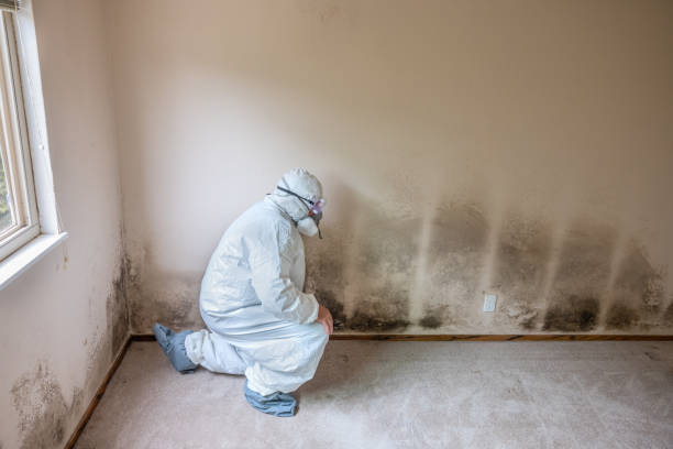 Mold Testing and Removal in Lathrop, MO